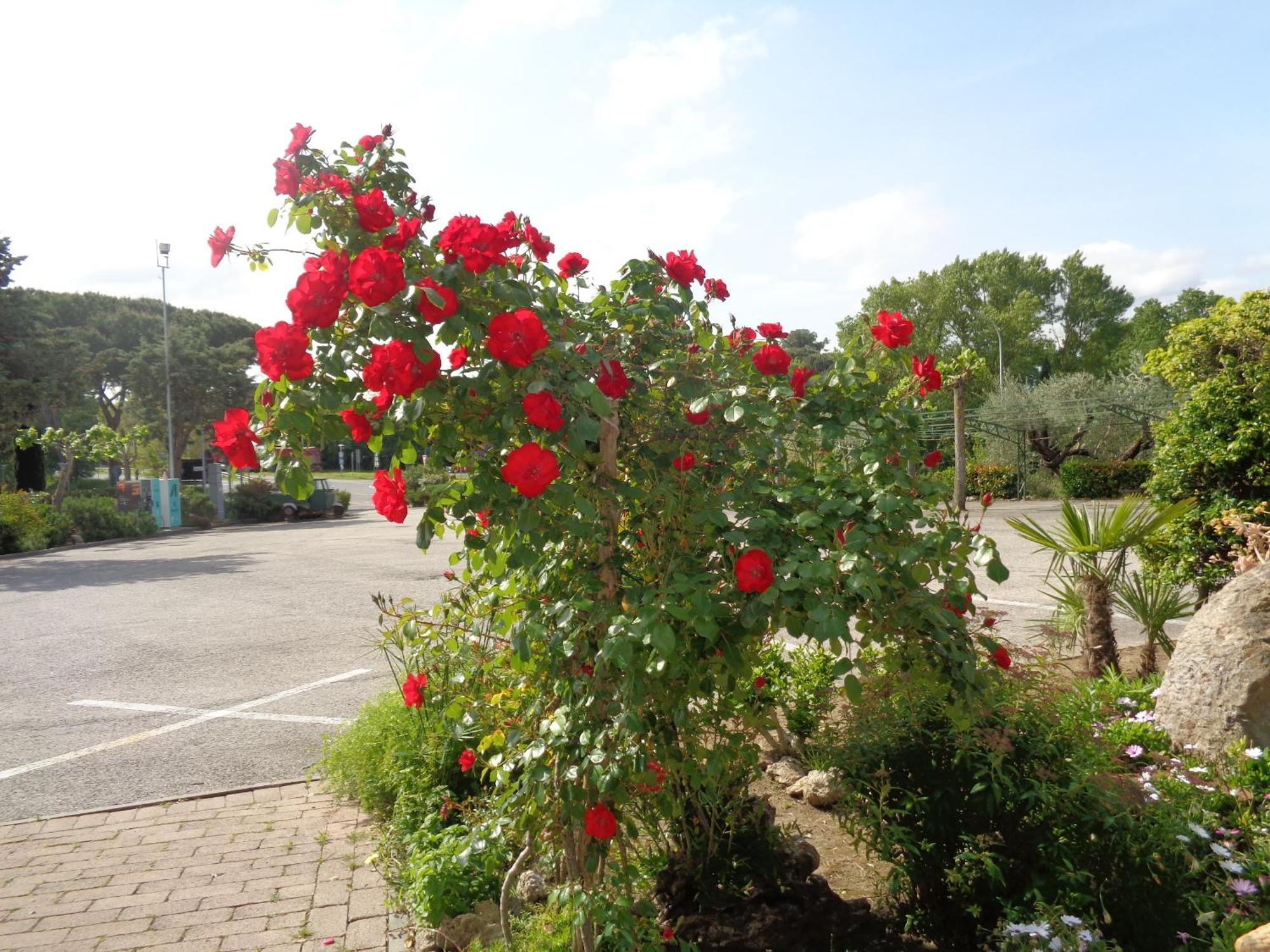 Hotel Rosati Chiusi Buitenkant foto